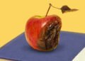 Opinion | A Top Scholar’s Fall Shows That Universities Don’t Get It