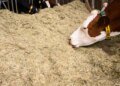 Swiss farmers draw on fodder reserves