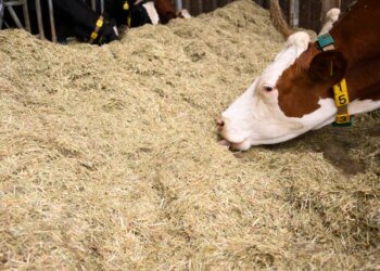 Swiss farmers draw on fodder reserves