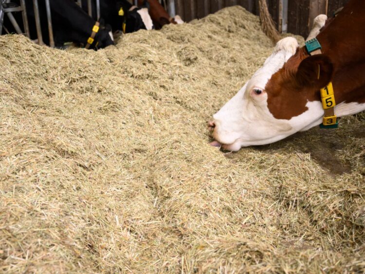 Swiss farmers draw on fodder reserves