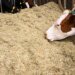 Swiss farmers draw on fodder reserves