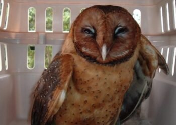 COMMENTARY: The Dominica Barn owl – another endemic bird for the Nature Isle