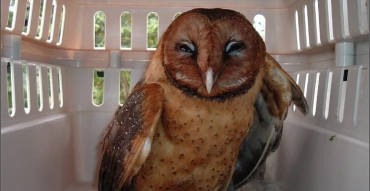 COMMENTARY: The Dominica Barn owl – another endemic bird for the Nature Isle