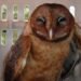 COMMENTARY: The Dominica Barn owl – another endemic bird for the Nature Isle