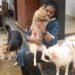 How this Keralam animal lover has turned her rented home into a sanctuary for rescued dogs and cats