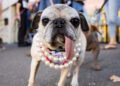 Meet Jinny Lu, the World’s Ugliest Dog of 2026