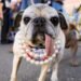 Meet Jinny Lu, the World’s Ugliest Dog of 2026