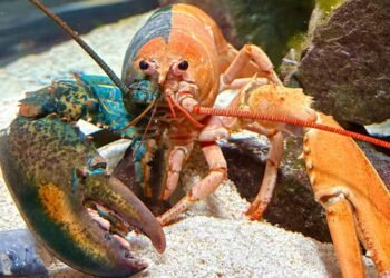 One in 50 million: Oscar the two-coloured lobster lands in N.S. aquarium