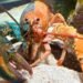 One in 50 million: Oscar the two-coloured lobster lands in N.S. aquarium