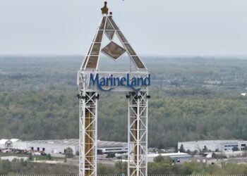 More belugas from Marineland in Niagara Falls, Ont., head to new home in U.S.