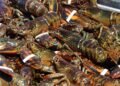 DFO study updates science behind lobster management measures in N.S., N.B.