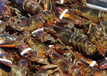 DFO study updates science behind lobster management measures in N.S., N.B.