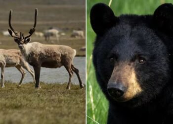 Alberta says hunting bears with dogs will protect caribou. The province’s former caribou manager disagrees