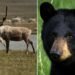 Alberta says hunting bears with dogs will protect caribou. The province’s former caribou manager disagrees