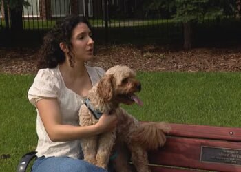 Dog walk through downtown Edmonton park turns into vet visit for suspected opioid poisoning