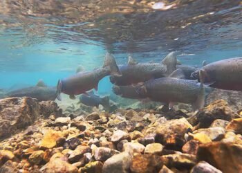 Parks Canada finding success in reviving threatened fish species in Banff