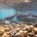 Parks Canada finding success in reviving threatened fish species in Banff