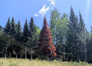 Record drought threatens future of New Brunswick’s balsam firs