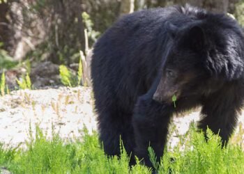 Conservation officers say RCMP weren’t mistaken in shooting bear that attacked 3-year-old