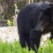 Conservation officers say RCMP weren’t mistaken in shooting bear that attacked 3-year-old