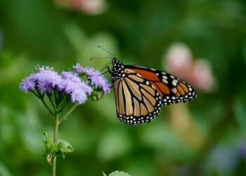 Endangered monarch butterflies boom amid wet hot Canadian summer on the Prairies
