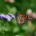 Endangered monarch butterflies boom amid wet hot Canadian summer on the Prairies