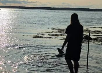 Meet Finn, the 15-year-old who saved a shark in New Brunswick