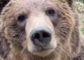 Grizzly bear escapes enclosure at Calgary Zoo