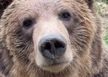 Grizzly bear escapes enclosure at Calgary Zoo