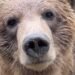 Grizzly bear escapes enclosure at Calgary Zoo