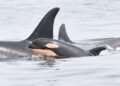 Proposed changes to endangered species law would ‘stab it to death,’ says scientist