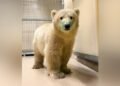Orphaned polar bear cub arrives at Winnipeg’s Assiniboine Park Zoo