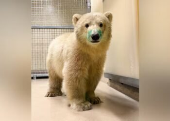 Orphaned polar bear cub arrives at Winnipeg’s Assiniboine Park Zoo