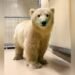 Orphaned polar bear cub arrives at Winnipeg’s Assiniboine Park Zoo