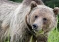More grizzly bears killed in 2024 than any other year on record in Alberta