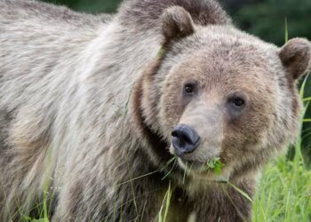 More grizzly bears killed in 2024 than any other year on record in Alberta