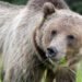 More grizzly bears killed in 2024 than any other year on record in Alberta
