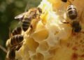 Latest tariffs will stop Canadian honey travelling south, beekeepers commission says
