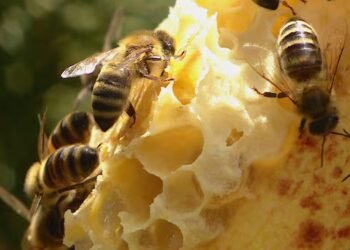 Latest tariffs will stop Canadian honey travelling south, beekeepers commission says