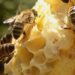 Latest tariffs will stop Canadian honey travelling south, beekeepers commission says