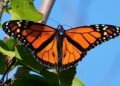 How eyelash glue is helping track monarch butterflies to Mexico