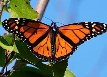 How eyelash glue is helping track monarch butterflies to Mexico