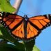 How eyelash glue is helping track monarch butterflies to Mexico