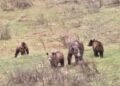 3rd grizzly in family of 4 killed in B.C.’s West Kootenay