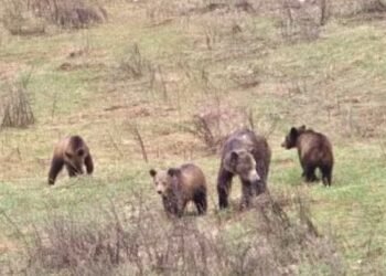 3rd grizzly in family of 4 killed in B.C.’s West Kootenay