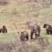 3rd grizzly in family of 4 killed in B.C.’s West Kootenay