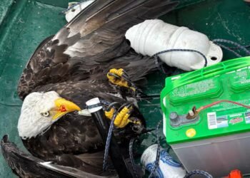 Nova Scotia father and son haul hooked bald eagle out of lake, safely free it on shore