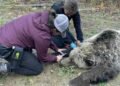 Change needed after ‘multiple failures’ led to grizzly deaths, Wildsafe B.C. co-ordinator says
