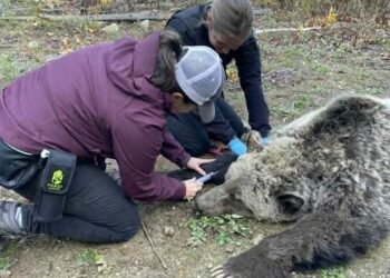 Change needed after ‘multiple failures’ led to grizzly deaths, Wildsafe B.C. co-ordinator says