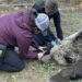 Change needed after ‘multiple failures’ led to grizzly deaths, Wildsafe B.C. co-ordinator says